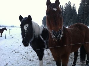 Stormy and Rebel on a cold day.